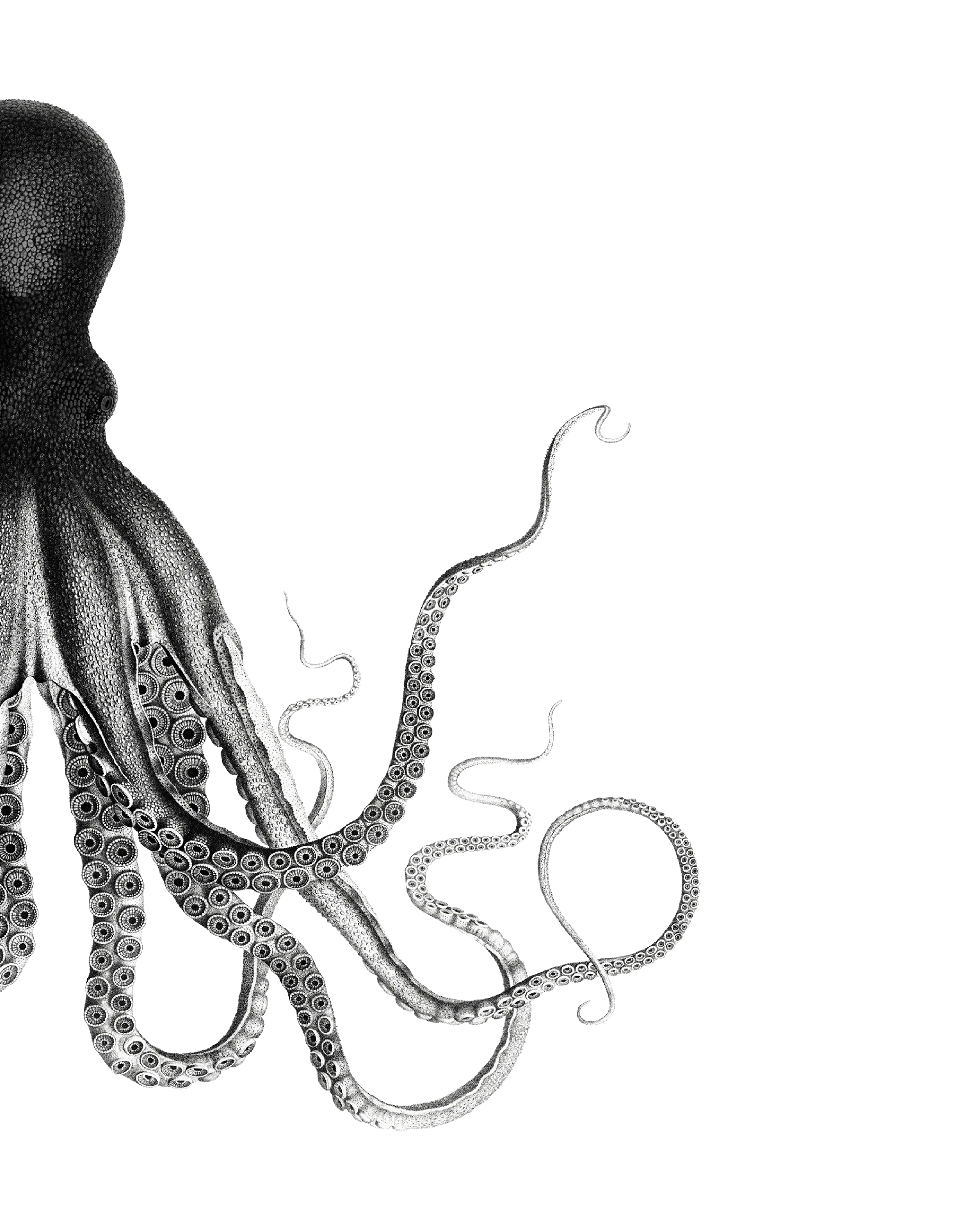 Stor svart tältduk hänger som dekor i interiör — varumärkesbild